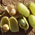 Marvel Chickpea Seeds - 30+ Count, Cicer arietinum, Non-GMO Vegetable Seeds for Home Garden & Container Planting