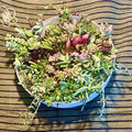 Live Succulent Cuttings Assorted Varieties 1-4 Inches for Indoor Outdoor Garden Planting