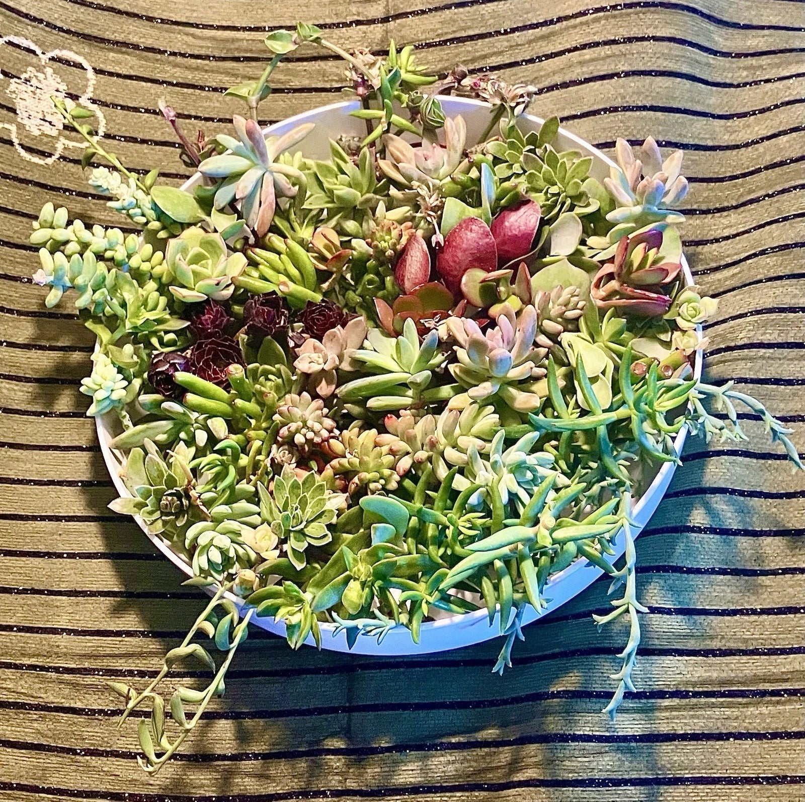 Live Succulent Cuttings Assorted Varieties 1-4 Inches for Indoor Outdoor Garden Planting