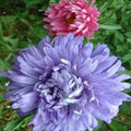Aster Seeds - 25+ Pack - Giants of California Bright Blooms - Aster spp.