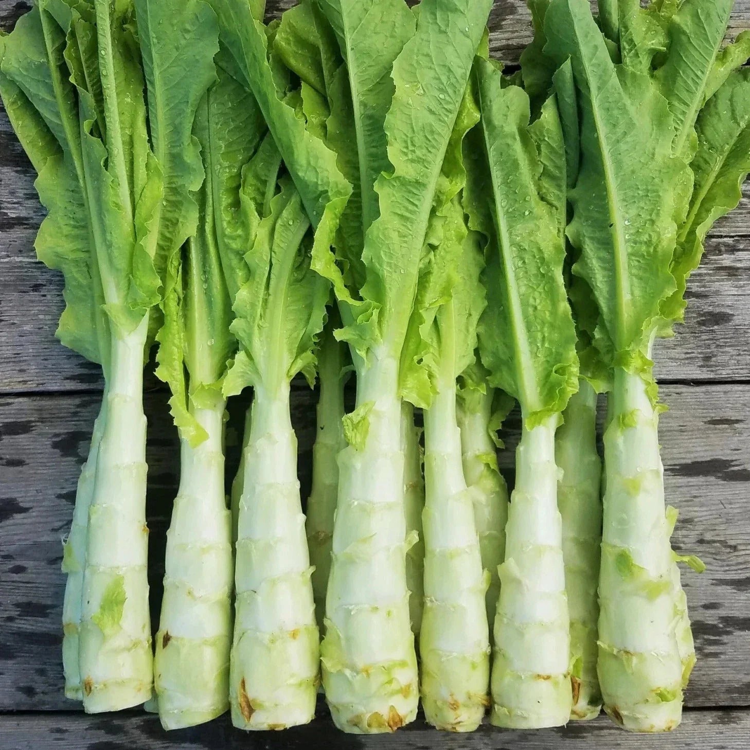 Celtuce Seeds - Summer 38 Variety for 2025 Planting - Slow Growing Stem Lettuce - Lactuca sativa var. angustana