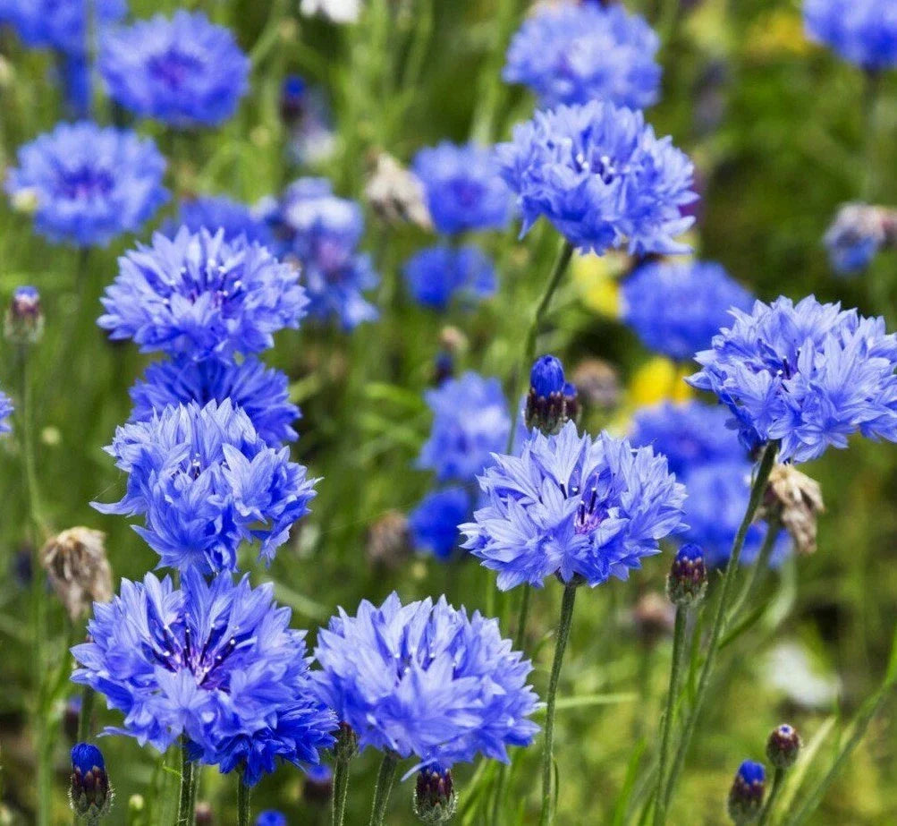 Dwarf Blue Cornflower Seeds - 200+ Bachelor Button Wildflower Seeds - Attract Pollinators - Centaurea cyanus