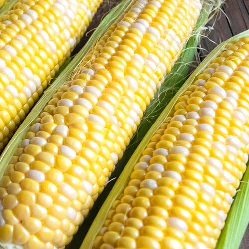 Ambrosia Bicolor Sweet Corn Seeds | F1 Hybrid, Non-GMO Zea mays, Heirloom Corn for Gardening & Farming