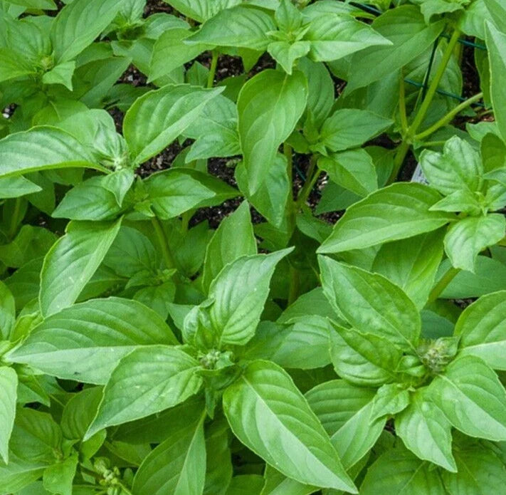 Lemon Basil Seeds - Non-GMO Annual Herb for Culinary Garden, Over 600 Seeds, Ocimum basilicum var. citriodorum