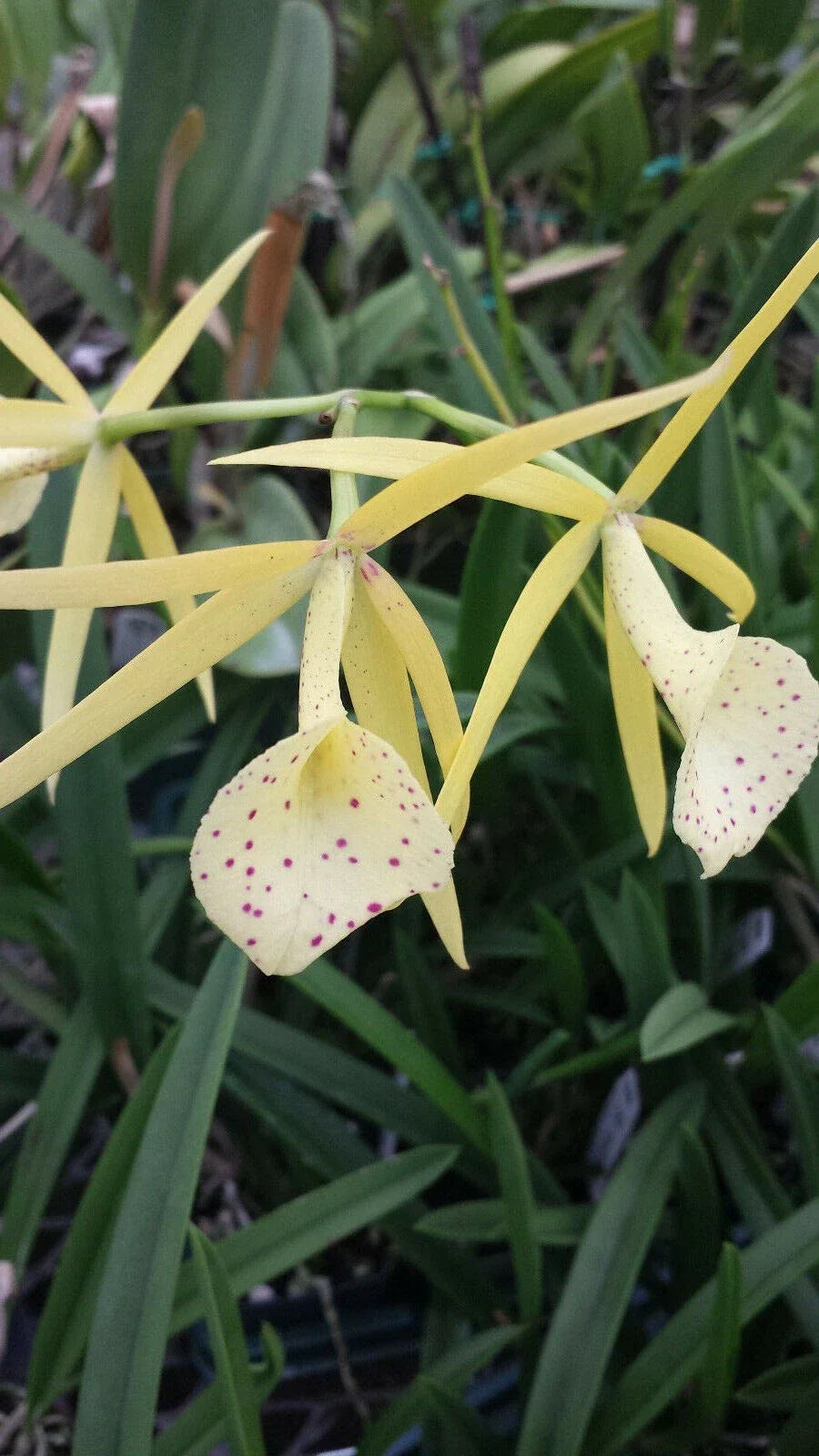 Brassavola Yellow Bird Orchid Plant - 6-Inch Pot - Exotic Brassavola nodosa Houseplant for Indoor Gardening