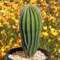 Golden Saguaro Cactus Plant - Neobuxbaumia polylopha - Live Succulent for Indoor and Outdoor