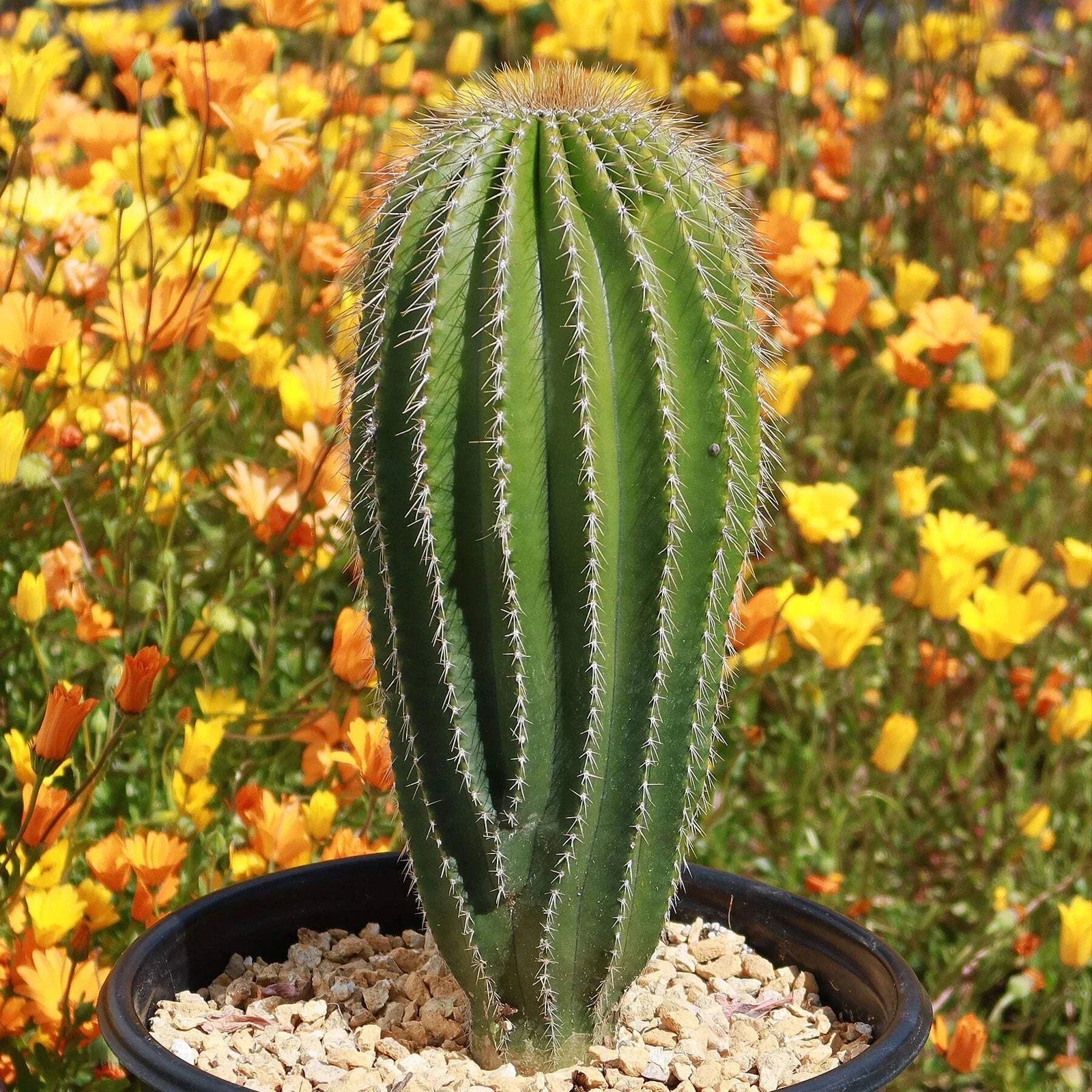 Golden Saguaro Cactus Plant - Neobuxbaumia polylopha - Live Succulent for Indoor and Outdoor