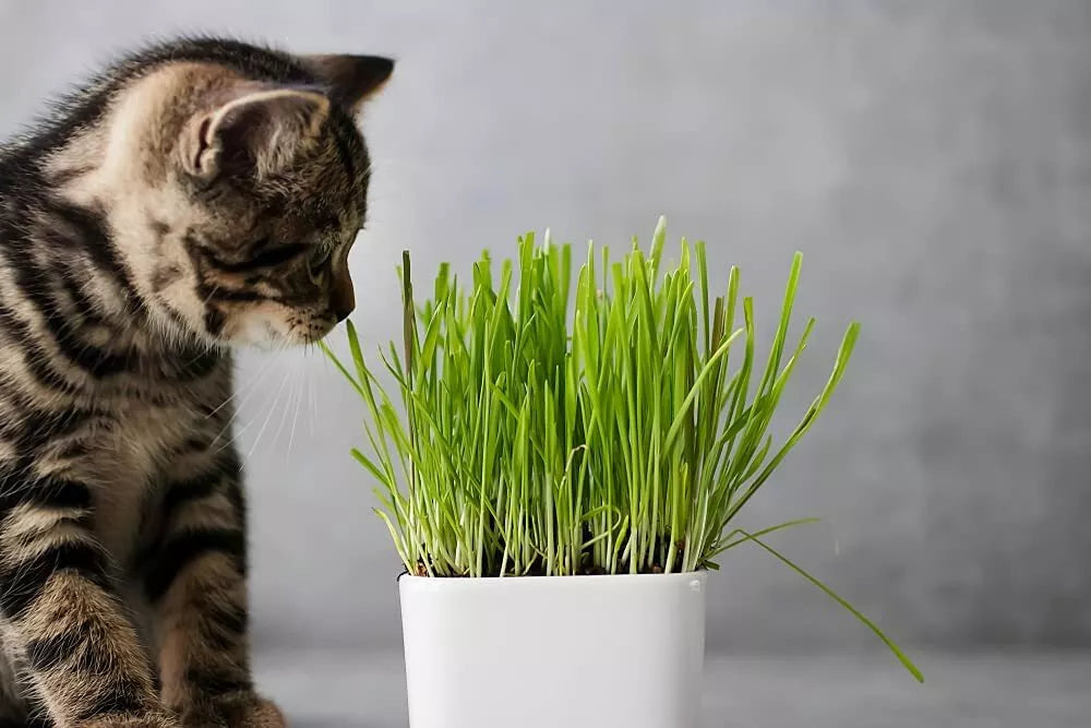 Cat Grass Seeds 5 Pounds for Planting, Nutritious Pet Treat, Dactylis glomerata, Indoor Safe, Fast-Germinating, Pet-Friendly Grass Seeds
