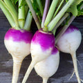 Purple Top White Globe Turnip Seeds – Brassica rapa, 100+ Non-California Shipping Vegetable Seeds