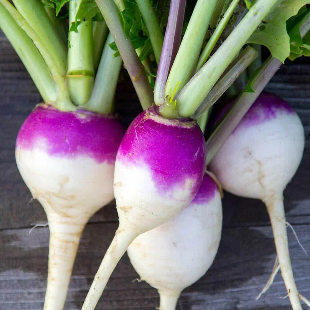 Purple Top White Globe Turnip Seeds – Brassica rapa, 100+ Non-California Shipping Vegetable Seeds
