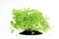 Organic Chia Seeds for Planting - Microgreens, Salvia hispanica, Non-GMO, Heirloom, Easy to Grow
