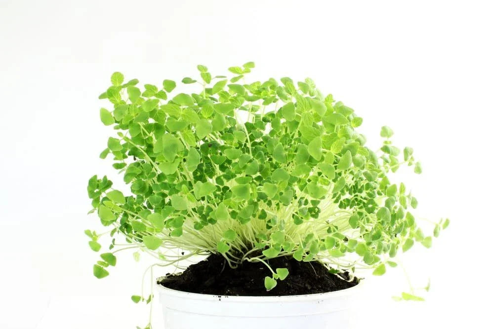 Organic Chia Seeds for Planting - Microgreens, Salvia hispanica, Non-GMO, Heirloom, Easy to Grow