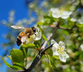Littlehip Hawthorn Seeds | 5 Pack | Crataegus spathulata | Florida Native Tree for Garden & Wildlife