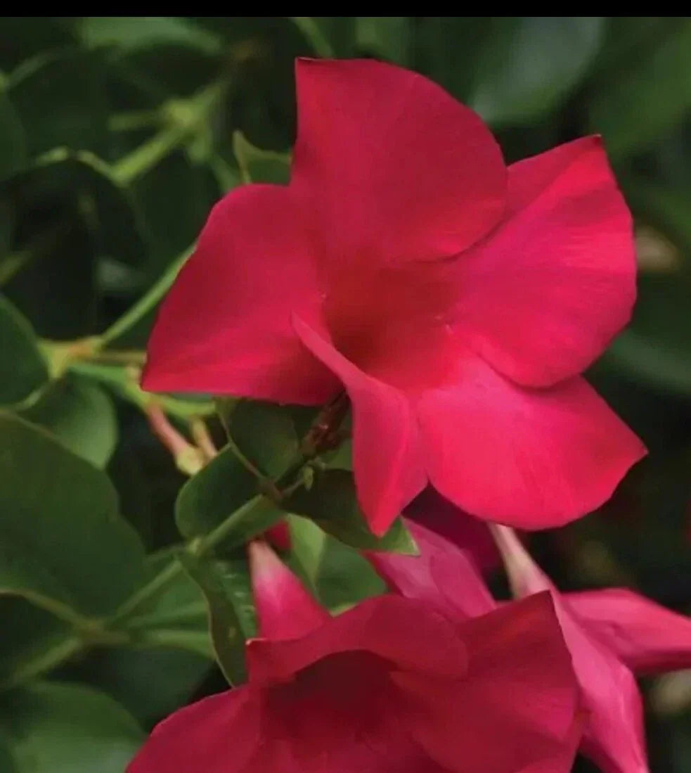 Mandevilla Tourmaline Fuchsia Live Plant Plugs - Climbing Flowering Vine for Garden & Outdoor Decor