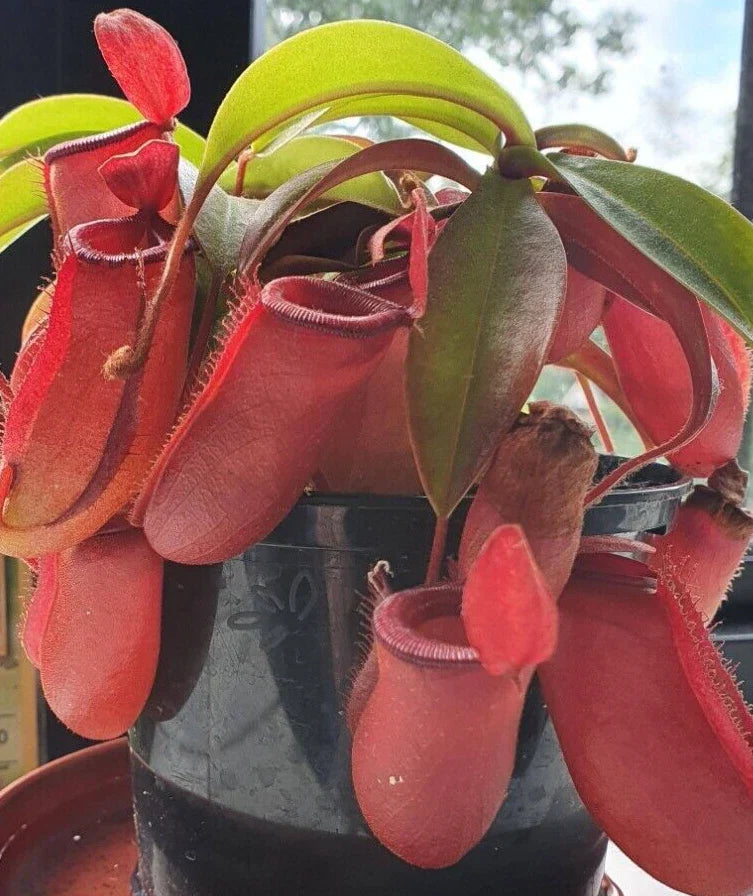Nepenthes Lady Luck Pitcher Plant - Rooted Carnivorous Plant in 2.5" Pot