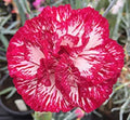 Audrey Robinson Carnation Seeds - 100 Pack, Dianthus caryophyllus Perennial Flower Seeds for Garden Beds & Borders
