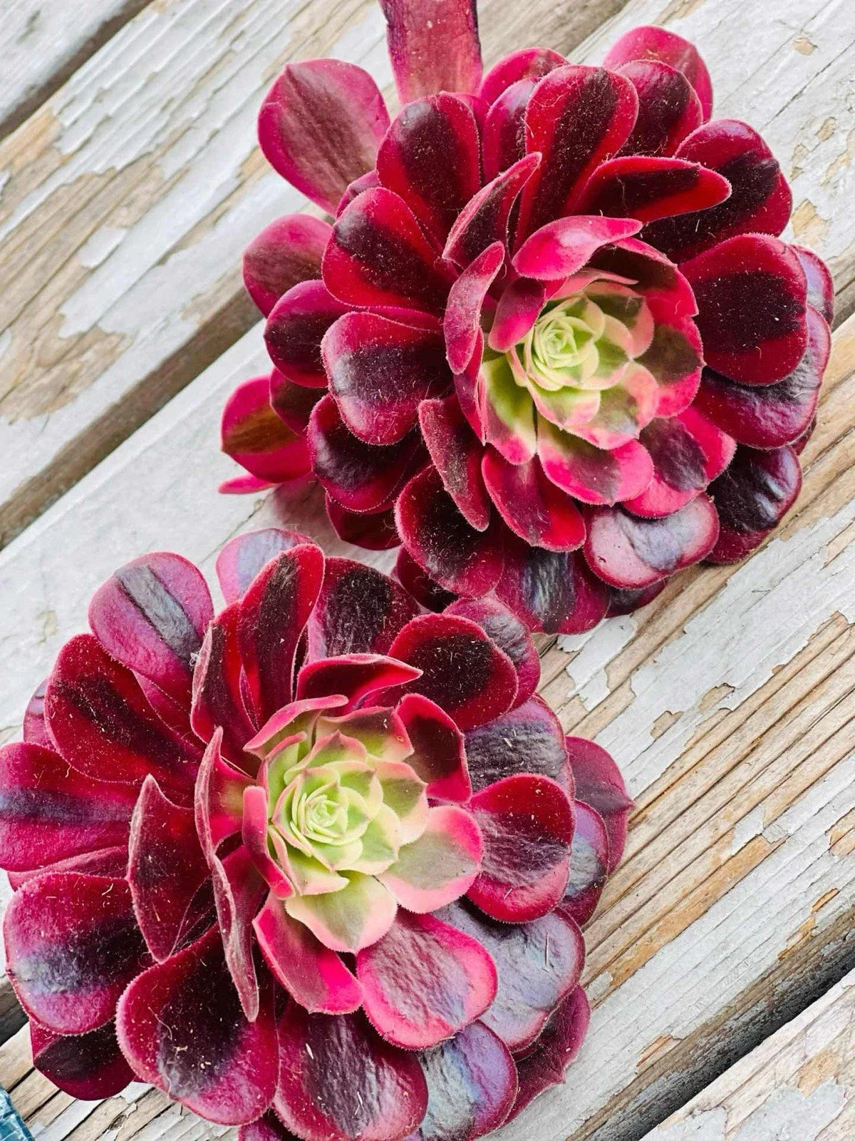 Rare Aeonium Medusa Cuttings - 4 Inch Variegated Succulent Aeonium 'Medusa' for Indoor & Outdoor Gardens
