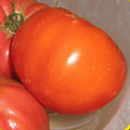 Giant Belgian Pink Tomato Seeds – Heirloom Solanum lycopersicum, Large Pink Juicy Fruit, Organic, Non-GMO, Home Garden, 25 Seeds