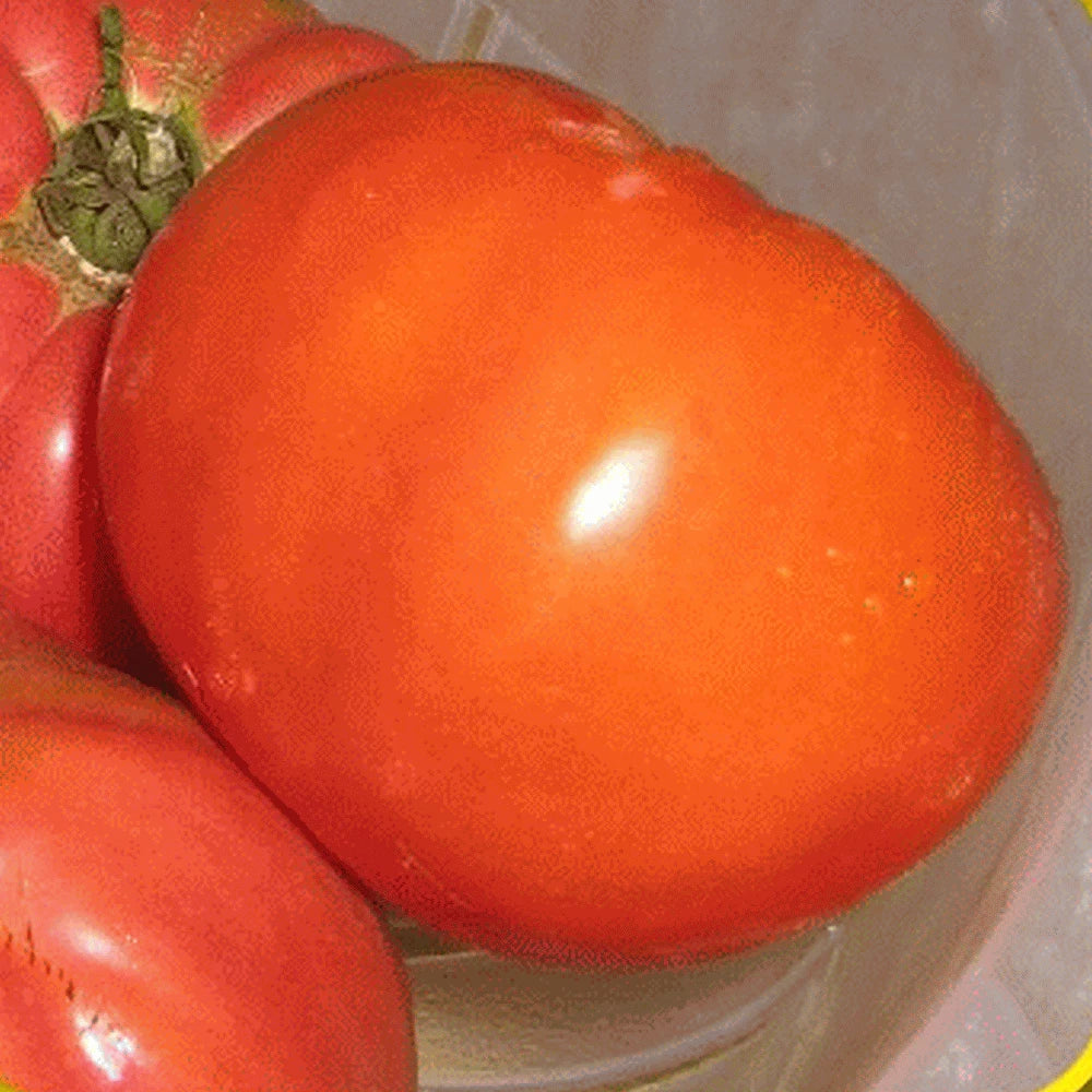 Giant Belgian Pink Tomato Seeds – Heirloom Solanum lycopersicum, Large Pink Juicy Fruit, Organic, Non-GMO, Home Garden, 25 Seeds