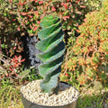 Spiral Cactus Plant - Cereus forbesii 'Spiralis' Live Succulent in 4-inch Pot