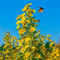 Maximilian Sunflower Seeds | 300+ Non-GMO Perennial Flower Seeds | Helianthus maximiliani for Wildflower Gardens & Pollinator Attracting