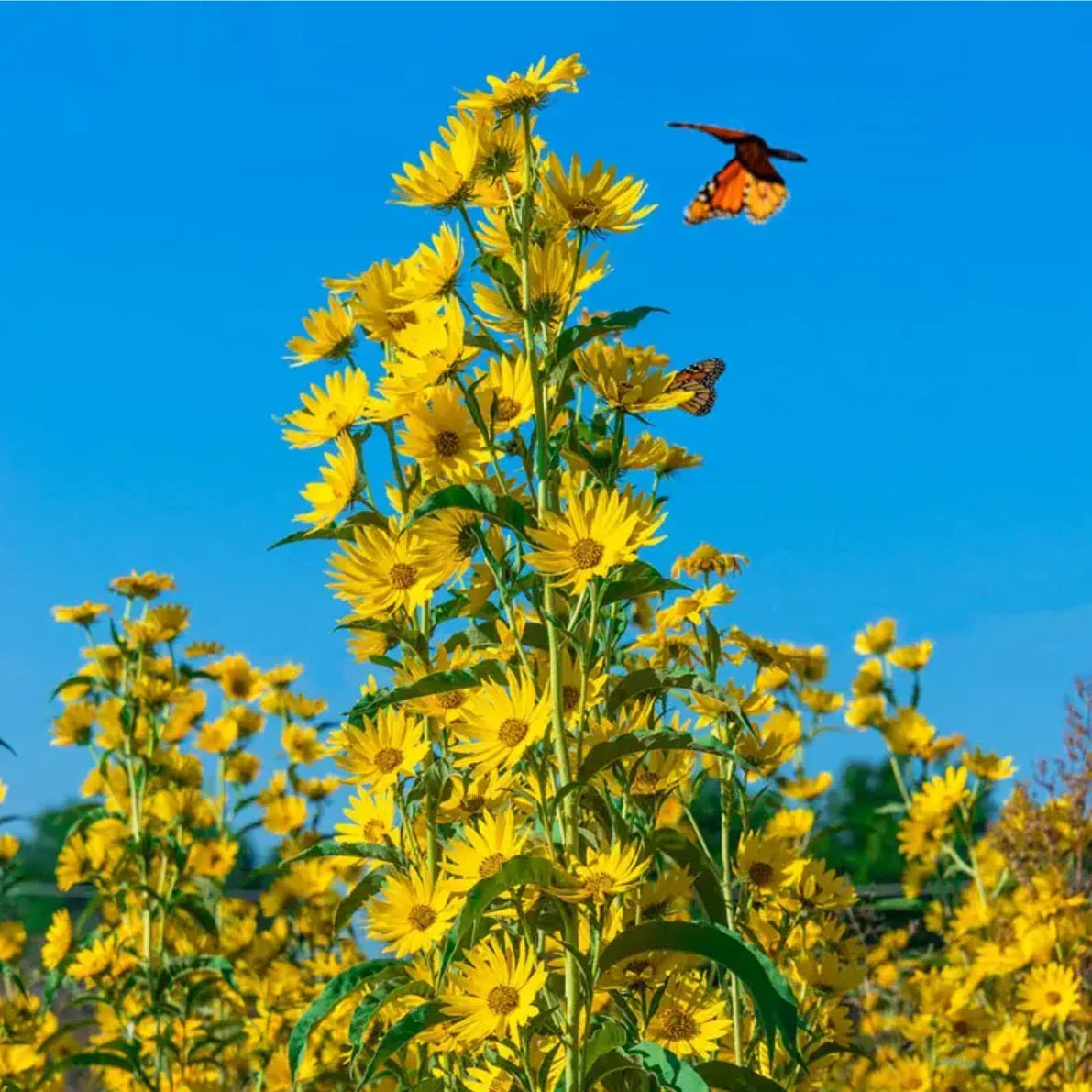 Maximilian Sunflower Seeds | 300+ Non-GMO Perennial Flower Seeds | Helianthus maximiliani for Wildflower Gardens & Pollinator Attracting