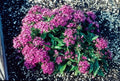 Pentas Seeds 100 Count New Look Violet Lanceolata Flowering Plant for Garden & Landscape