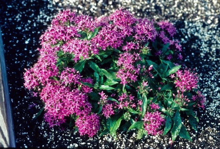 Pentas Seeds 100 Count New Look Violet Lanceolata Flowering Plant for Garden & Landscape