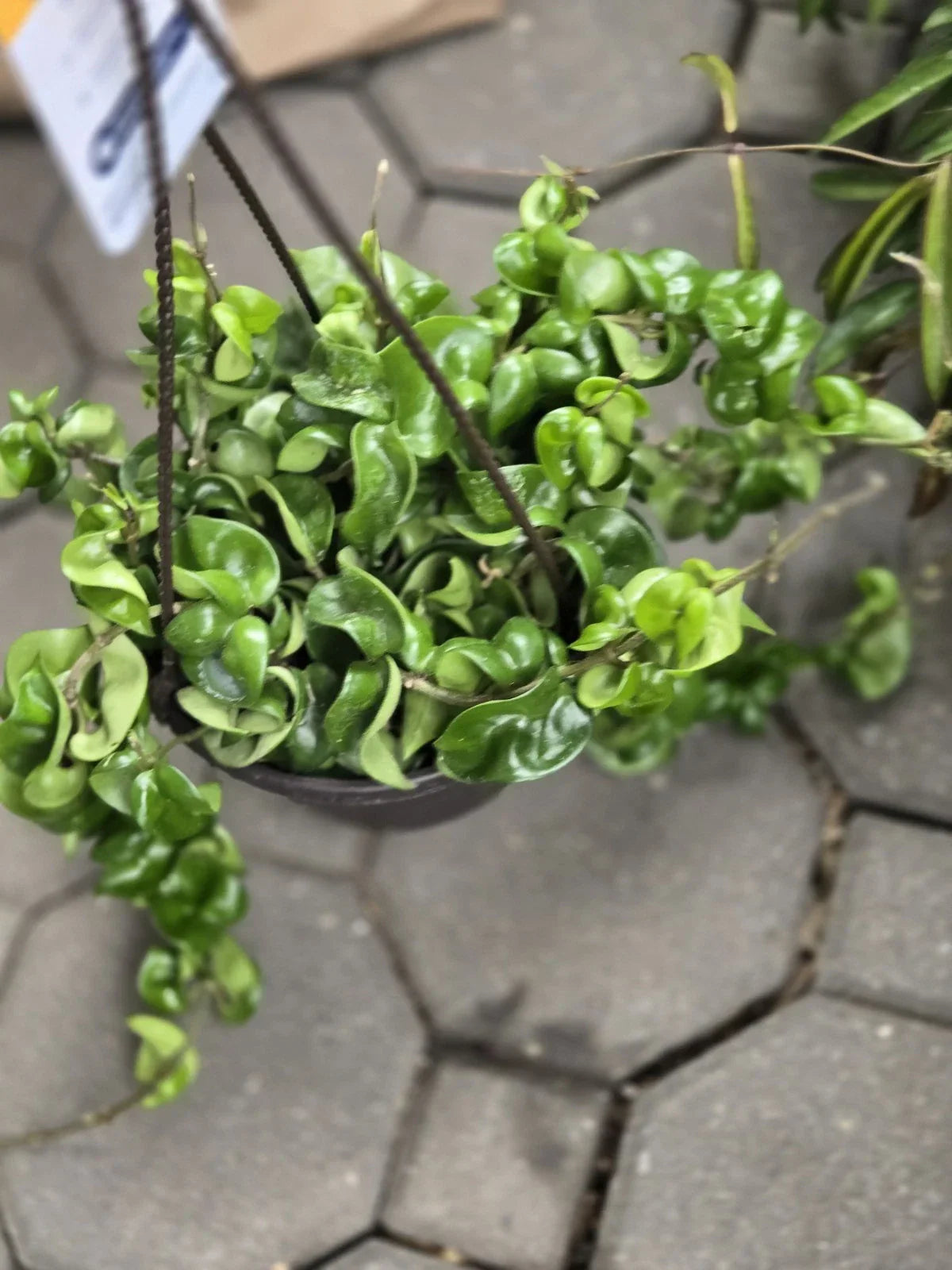 Hoya Hindu Rope Plant Cutting - Wax Plant, Trailing Hoya carnosa 'Compacta' Indoor Houseplant, Succulent Greenery