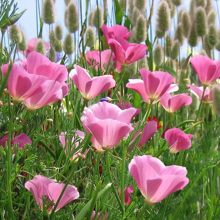 California Poppy Seeds - Lavender Pink Flowers - Eschscholzia californica - Wildflower, Annual, Pollinator Attracting