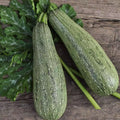Grey Zucchini Summer Squash Seeds, Mexican Grey Zucchini, Lebanese Variety, Cucurbita pepo, Heirloom Seeds, Compact Bush, Full Sun
