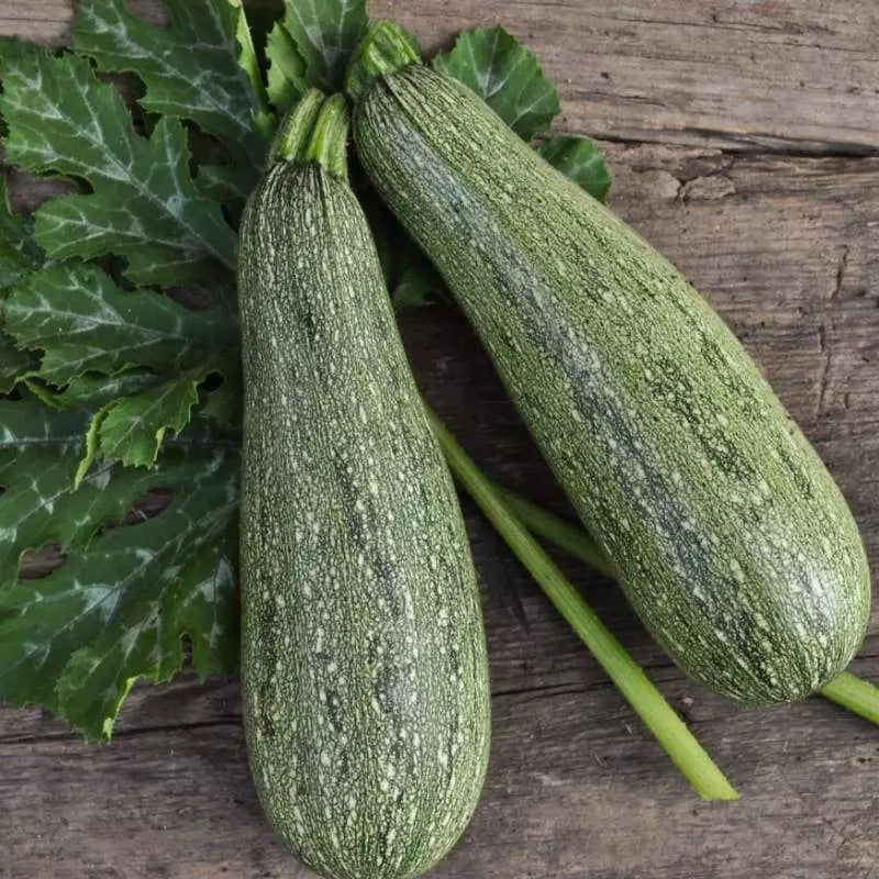 Grey Zucchini Summer Squash Seeds, Mexican Grey Zucchini, Lebanese Variety, Cucurbita pepo, Heirloom Seeds, Compact Bush, Full Sun
