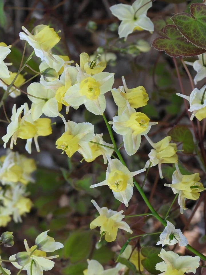 Epimedium versicolor 'Sulphureum' Fairy Wings Plant - Shade Perennial with Yellow Flowers - Ground Cover for Gardens