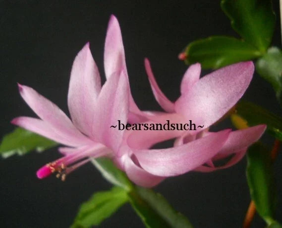 Schlumbergera Exotica Agnetha Christmas Cactus Starter Plant Indoor Houseplant, Easy Care, Vibrant Blooms