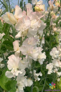 Sweet Pea Seeds Piggy Sue Variety – Climbing Garden Planting, Fragrant Pink & Purple Flowers, Lathyrus odoratus, USA Grown