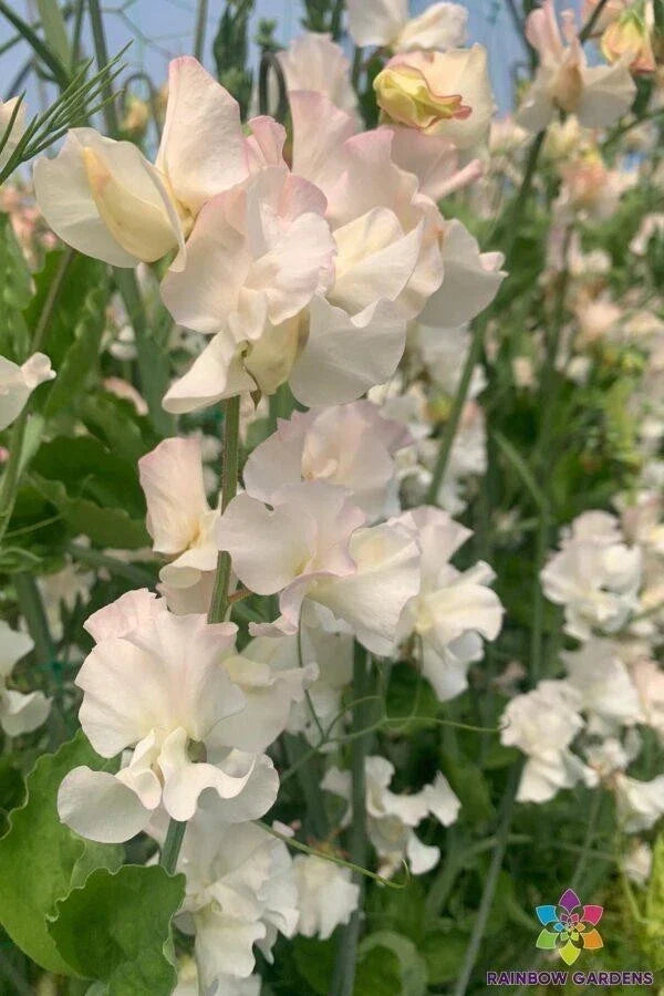 Sweet Pea Seeds Piggy Sue Variety – Climbing Garden Planting, Fragrant Pink & Purple Flowers, Lathyrus odoratus, USA Grown