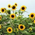 Sunflower Seeds - Henry Wilde Yellow - Multiple Blooms - Helianthus annuus - Attracts Bees, Birds & Butterflies - 100 Seeds