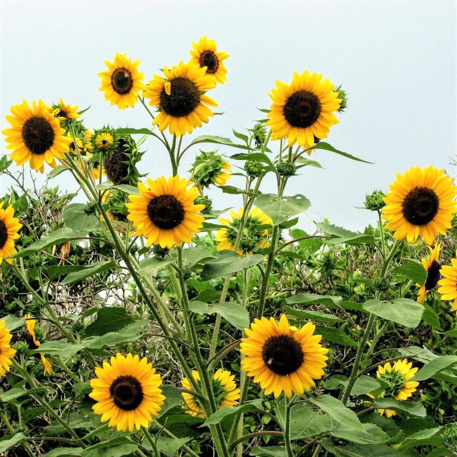 Sunflower Seeds - Henry Wilde Yellow - Multiple Blooms - Helianthus annuus - Attracts Bees, Birds & Butterflies - 100 Seeds