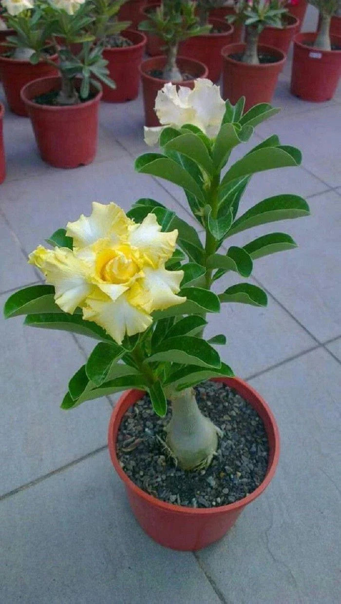 Rare Desert Rose Seeds - Adenium obesum - Yellow White Perennial Flowers - Drought Tolerant Indoor Outdoor Plant Seeds