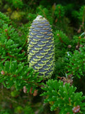 Korean Fir Seeds, 20 Pack, Abies koreana, Evergreen Conifer, Cold Hardy, Garden & Landscape Planting