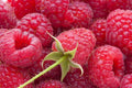 Everbearing Raspberry Cuttings - 10 Unrooted Heritage Rubus idaeus for Home Garden, Juicy Berries, Easy Propagation