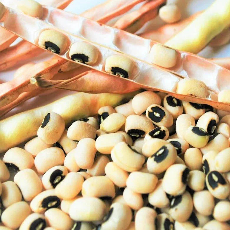 California Black Eyed Cowpea Seeds – 50+ Pack, Vigna unguiculata, Drought-Resistant, Bush-Type, Full Sun, Annual Legumes