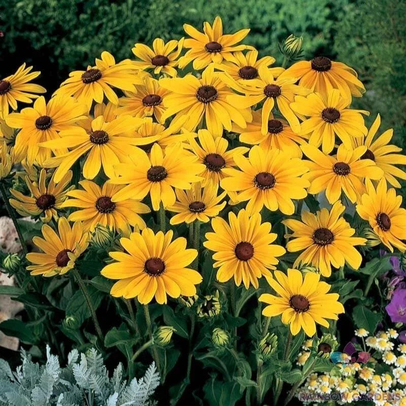 Indian Summer Rudbeckia Seeds - 200+ Pack, Golden-yellow Flowers, Rudbeckia hirta, Perennial Garden Seeds