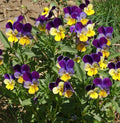 Johnny Jump-Up Viola Seeds - Pack of 1000 - Helen Mount, Fragrant, Non-GMO, Viola tricolor, Garden, Border, Container Plants