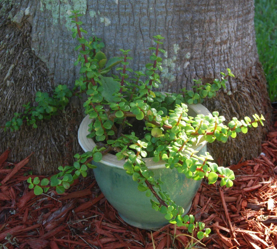 Elephant Bush Plant - Mini Jade Tree - Solid Green Succulent - Portulacaria Afra Bonsai Starter