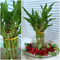 8-Inch Lucky Bamboo Plant Set – Dracaena sanderiana, Feng Shui Water Plant, Indoor Decor, Gift, Low Maintenance, 6 Stalks
