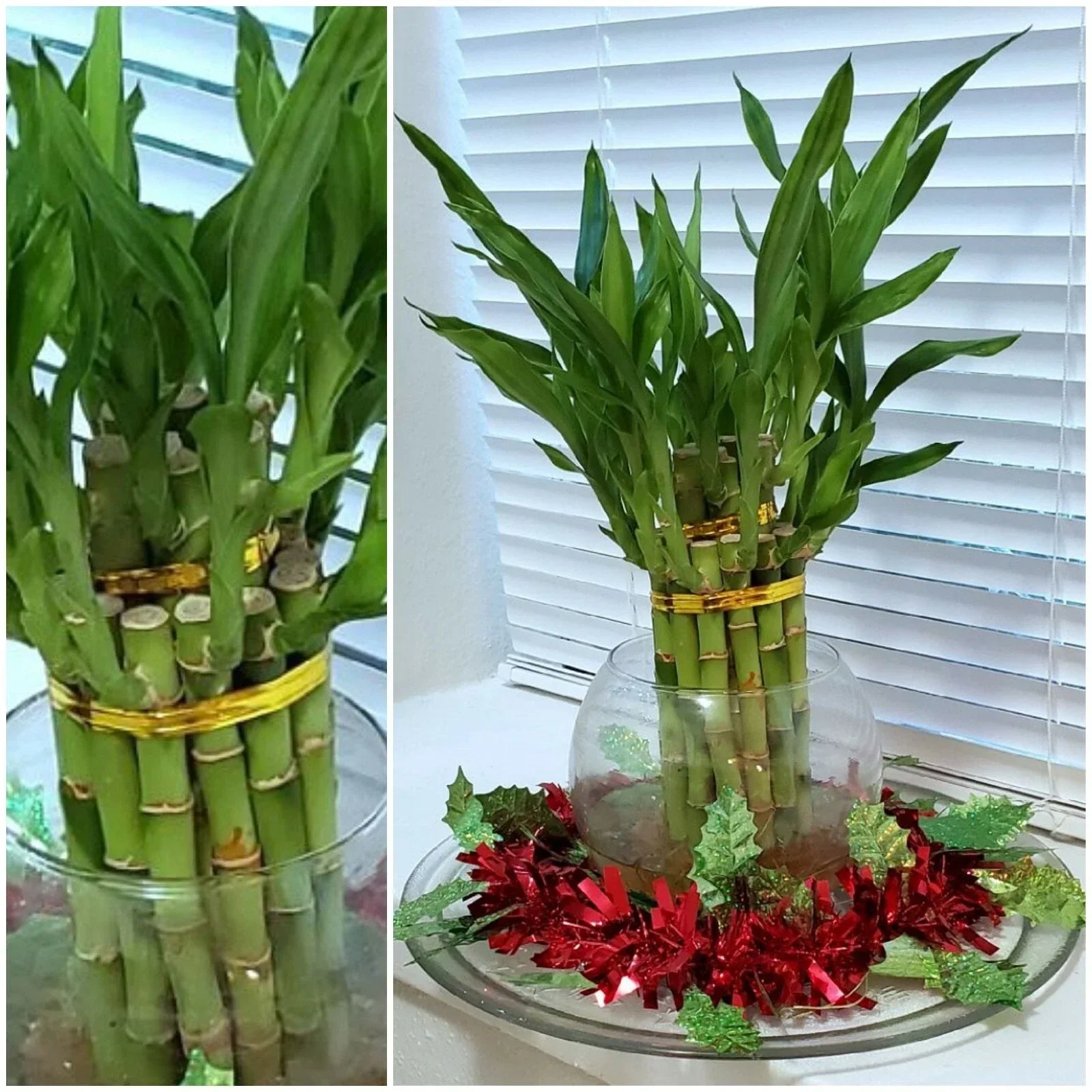 8-Inch Lucky Bamboo Plant Set – Dracaena sanderiana, Feng Shui Water Plant, Indoor Decor, Gift, Low Maintenance, 6 Stalks