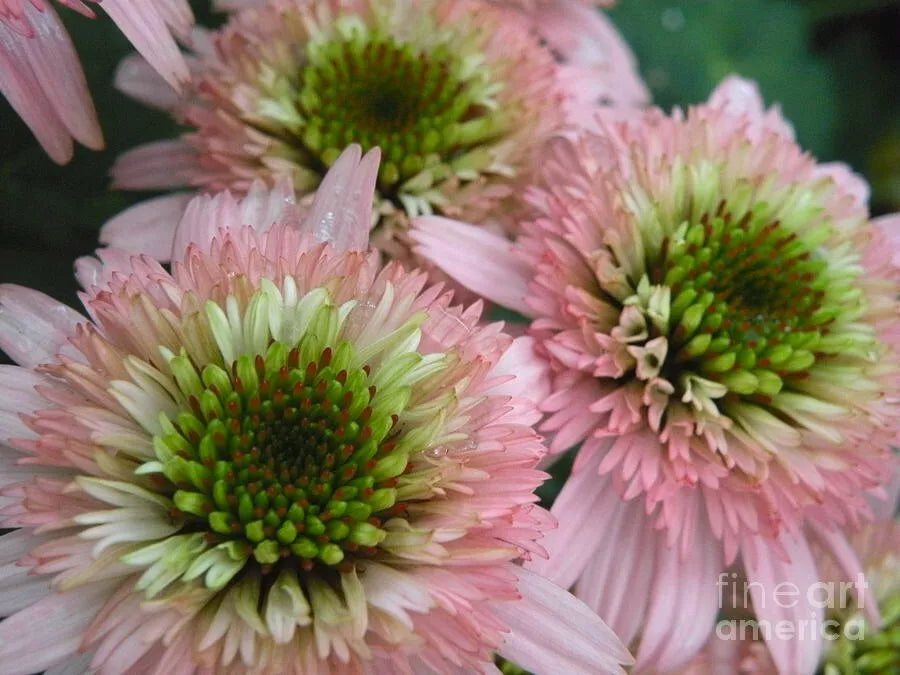 50 Double Pink Green Coneflower Seeds - Echinacea purpurea Perennial Flower Seeds for Garden Planting