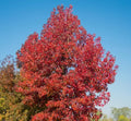 Sweet Gum Tree Seedlings - 1 to 3 Feet Tall - Liquidambar styraciflua for Landscaping & Reforestation