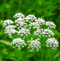 Non-GMO Anise Seeds for Culinary Use, Pimpinella anisum, Herb Seeds, Organic, Farm-to-Table, Cooking & Baking